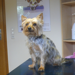 Timmy, Yorkshire Terrier