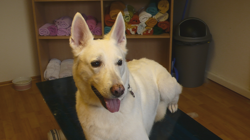 Shiba, Weißer Schäferhund