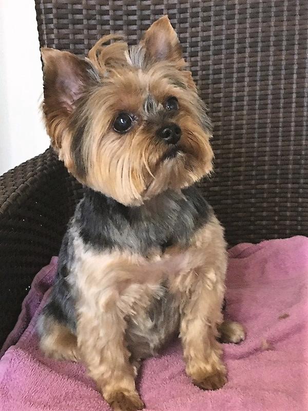 Zulien, Yorkshire Terrier