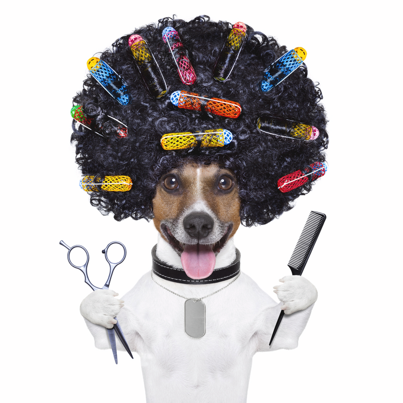 Afro-Hund