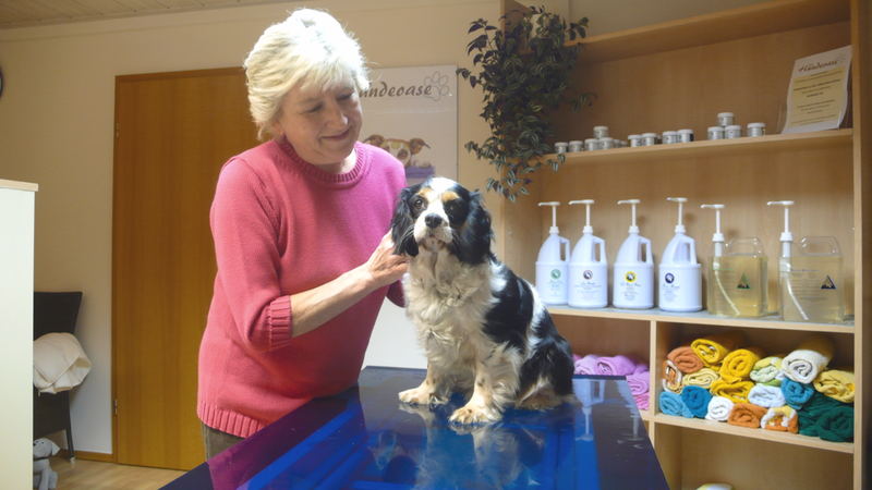 Cindy, Cavalier King Charles Spaniel