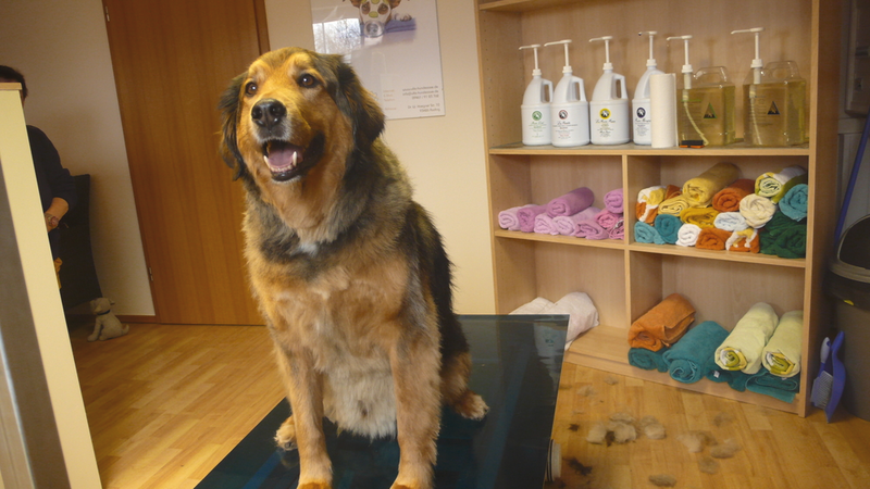 Flocky, Labrador Collie Mix