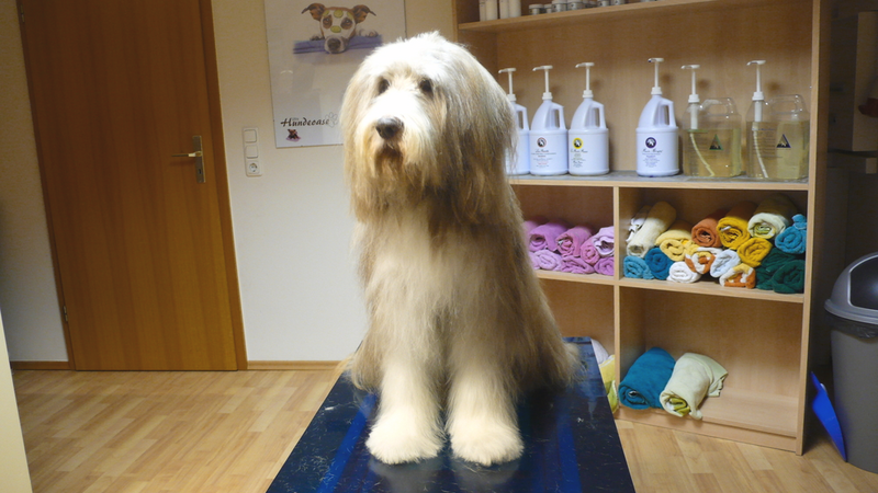 Hannes, Bearded Collie