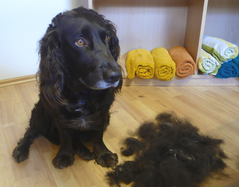 Hund mit seinem Haar vom Trimmen.