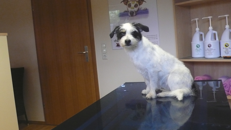 Jessy, Jackrussel Bichon Friese Mix