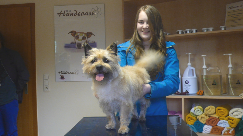 Lilly, Cairn Terrier