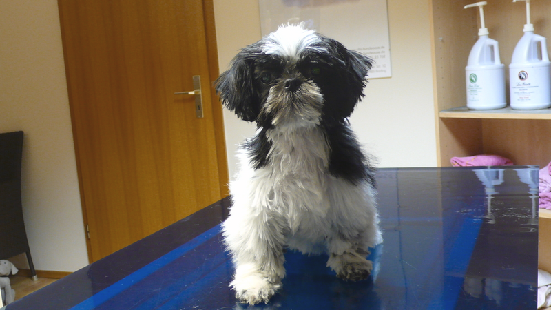 Lilly, Shih Tzu