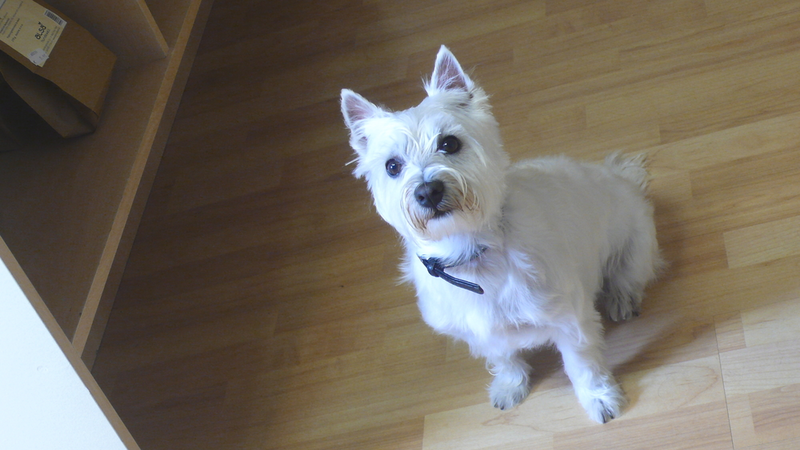 Luna, West Highland Terrier