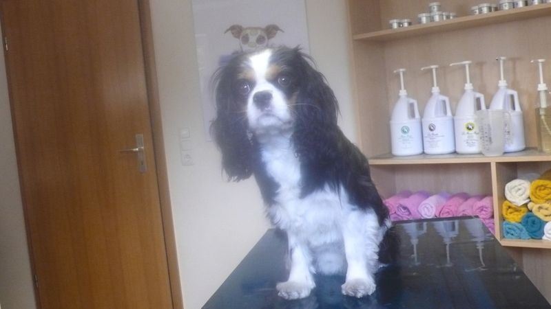 Lutz, King Charles Spaniel