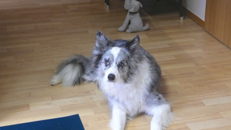 Nike, Border Collie