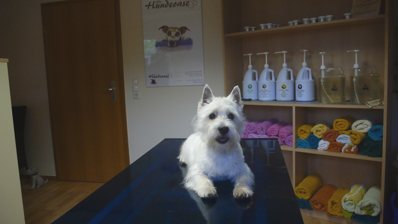 Pit, West Highland Terrier