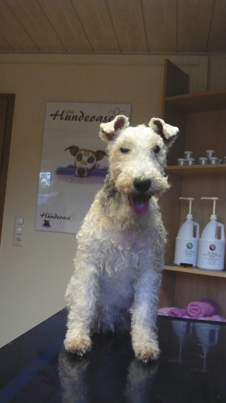 Sissi, Foxterrier