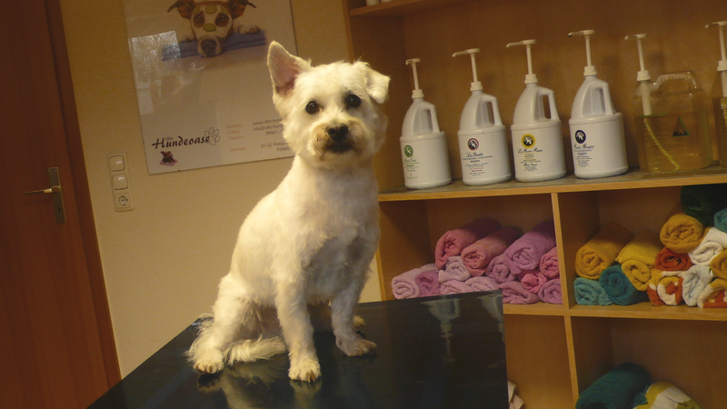 Timmy, West Highland Terrier