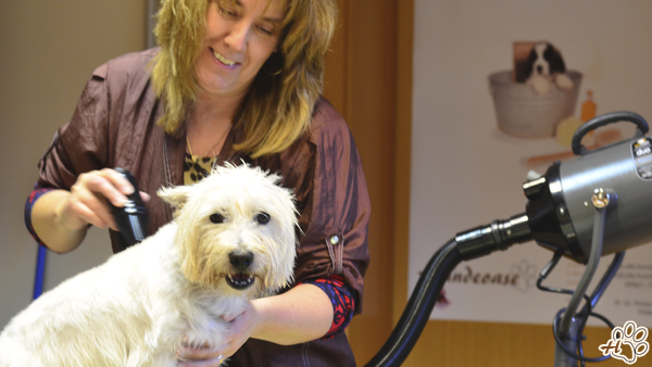 Hunde richtig baden — Ullis Hundeoase