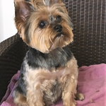 Zulien, Yorkshire Terrier