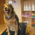 Flocky, Labrador Collie Mix