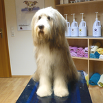 Hannes, Bearded Collie