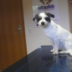 Jessy, Jackrussel Bichon Friese Mix