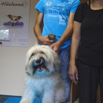 Jimmy, Tibetterrier