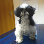 Lilly, Shih Tzu