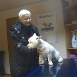 Lotta, West Highland Terrier