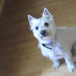 Luna, West Highland Terrier