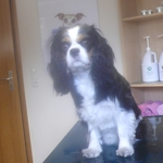 Lutz, King Charles Spaniel