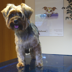 Mucki, Yorkie