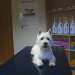 Pit, West Highland Terrier