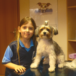 Sissi, Biewer Yorkshire Terrier