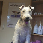 Sissi, Foxterrier