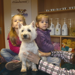 Tessa, West Highland Terrier