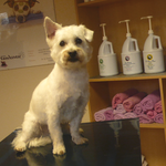 Timmy, West Highland Terrier