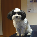 Timpu, Bichon Friese Mix